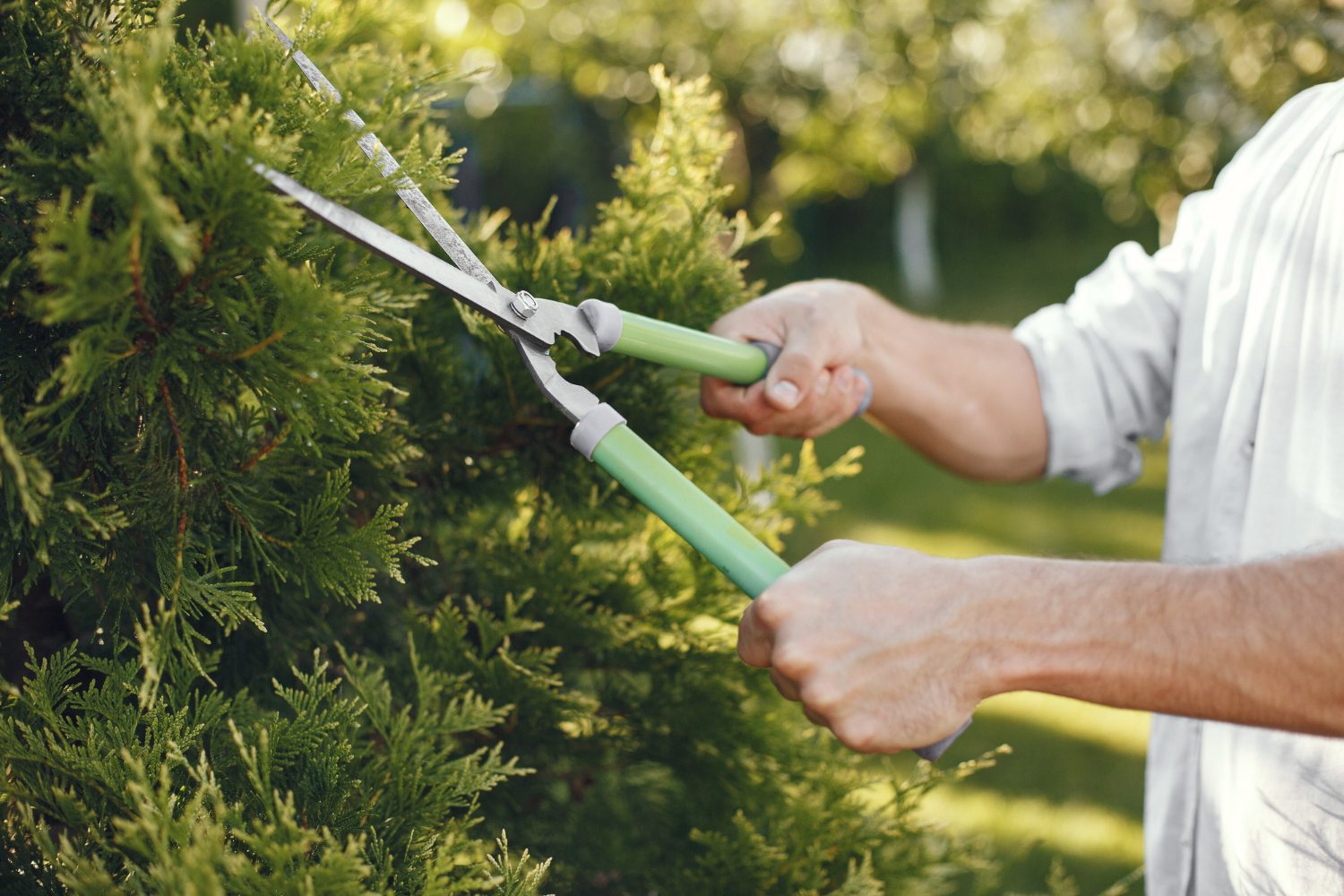 man-trimming-bough-brush-guy-works-backyard