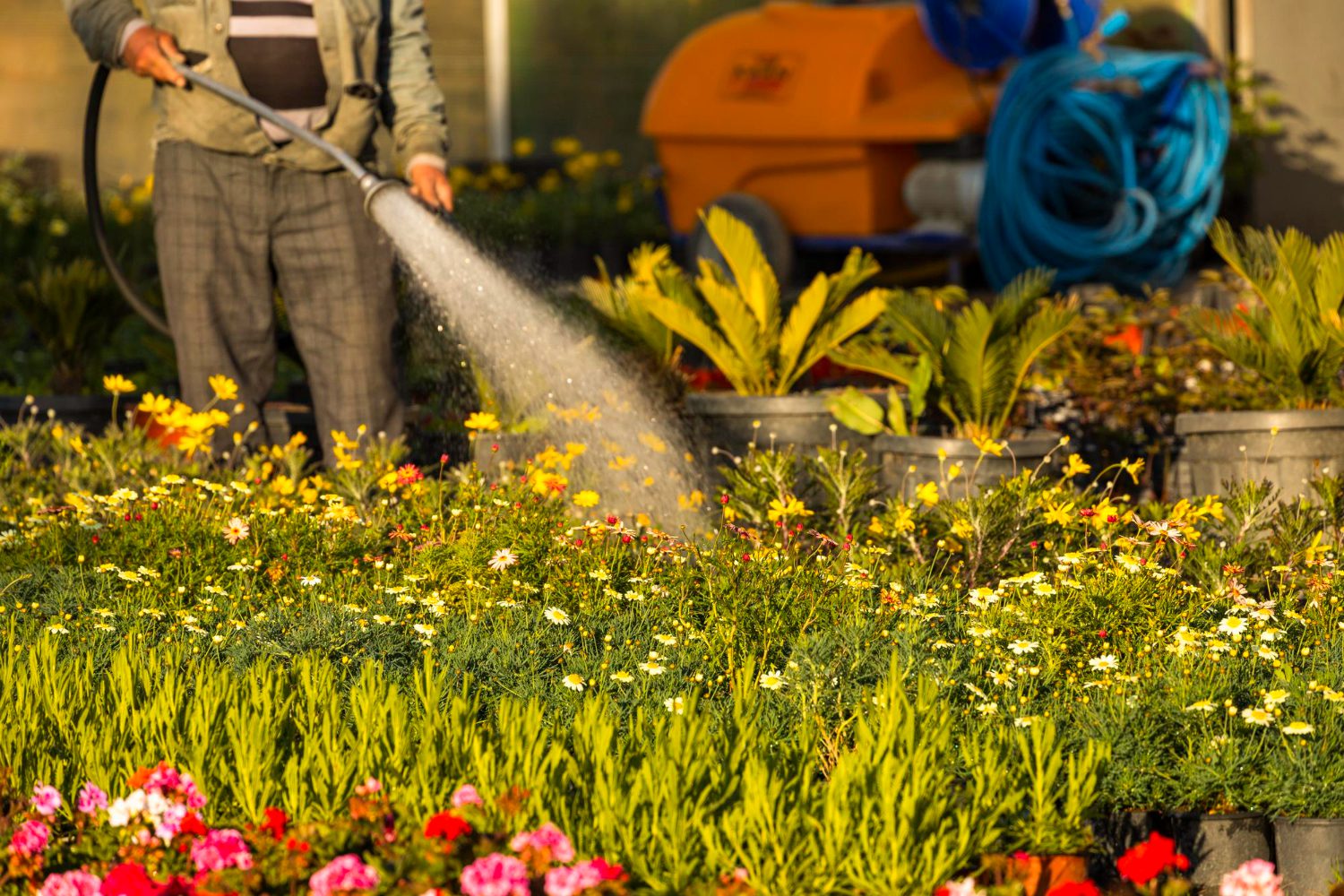 man-watering-flower-seedlings