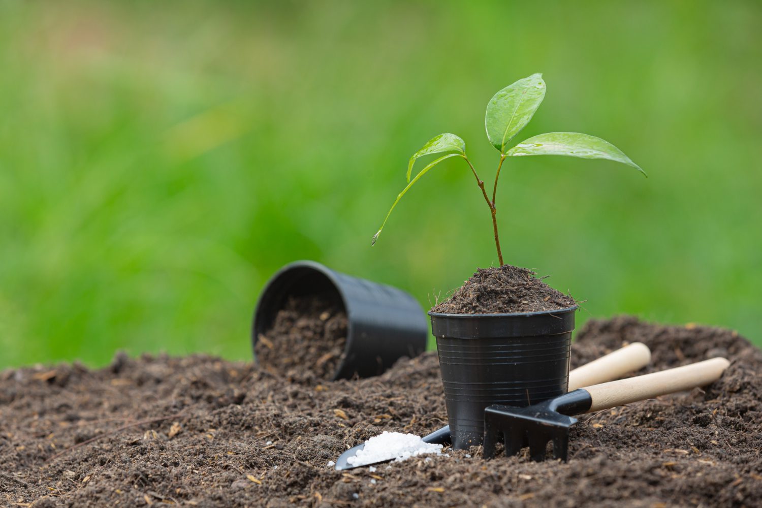 close-up-picture-sapling-plant-is-growing close-up-picture-sapling-plant-is-growing